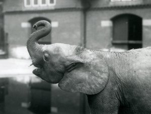 Junge afrikanische Zwergelefantin Oojah hebt ihren Rüssel im Londoner Zoo, August 1925 von Frederick William Bond