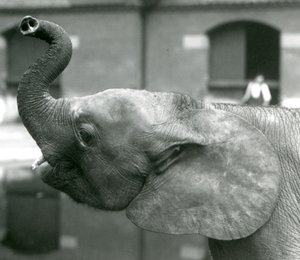 Junge afrikanische Zwerg-Elefantin Oojah hebt ihren Rüssel im Londoner Zoo, August 1925 von Frederick William Bond