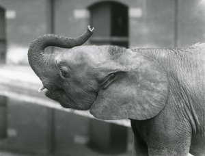 Junge weibliche afrikanische Zwerg-Elefantin Oojah hebt ihren Rüssel im Londoner Zoo, Juli 1925 von Frederick William Bond
