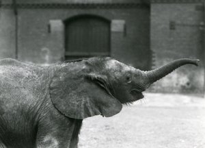 Junge weibliche afrikanische Zwerg-Elefantin Oojah hebt ihren Rüssel für eine Belohnung im Londoner Zoo, Juli 1925 von Frederick William Bond