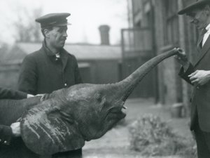 Junge weibliche afrikanische Zwerg-Elefantin Oojah hebt ihren Rüssel für eine Belohnung im Londoner Zoo, Juni 1925 von Frederick William Bond