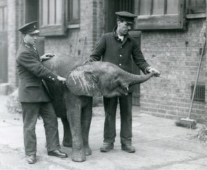 Junge weibliche afrikanische Zwerg-Elefantin Oojah hebt ihren Rüssel für eine Belohnung von ihren Pflegern im Londoner Zoo, April 1925