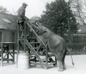 Junge afrikanische Zwerg-Elefantin Oojah mit ihren Vorderfüßen auf den Einschiffungsstufen, erreicht ihren Trainer, der auf der obersten Stufe steht, mit ihrem Rüssel, Londoner Zoo, Juni 1925 von Frederick William Bond