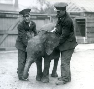 Junge weibliche afrikanische Zwerg-Elefantin Oojah mit zwei Pflegern im Londoner Zoo im April 1925