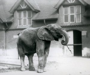 Junger Afrikanischer Elefant Kiberenge im Londoner Zoo, Juni 1927 von Frederick William Bond