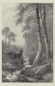 Morgendämmerung im Wald