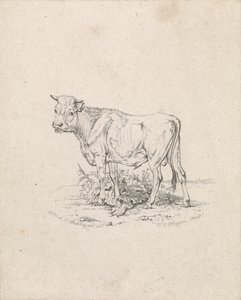 Stier