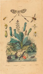 Insekten und Blumen