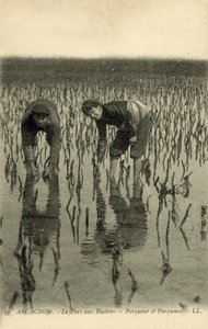 Arcachon, Der Austernpark von French Photographer