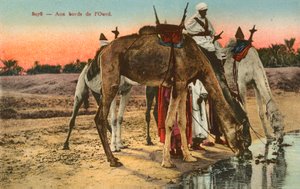 Kamele trinken am Rand des Flusses Oued, Algerien