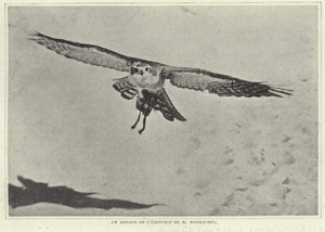 Einer der Vögel von M. Barrachin von French Photographer