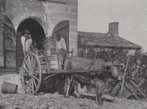Transport von geernteten Trauben mit einem Ochsenkarren