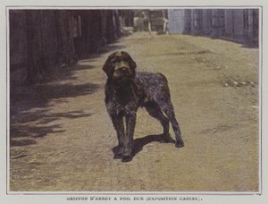 Drahthaariger Vorstehhund von French Photographer