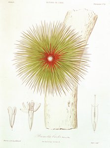 Eine Bromelie aus den Anden, aus 