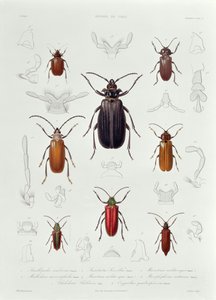 Eine Sammlung von Käfern aus Chile, Illustration aus 