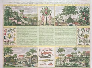 Beschreibung von Pflanzen, Bäumen, Tieren und Fischen in den Antillen, Illustration aus Histoire Generale des Antilles Habitees par les Francois Bd. 2 von Jean Baptiste Du Tertre (1610-1687) von French School