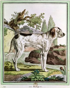 Ein Zeiger, Illustration aus Histoire Naturelle von Georges Louis Leclerc, Graf von Buffon, 1749-1804