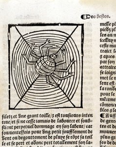 Eine Spinne in ihrem Netz in „Le Jardin de santé aus dem Lateinischen ins Französische übersetzt, neu gedruckt in Paris“
