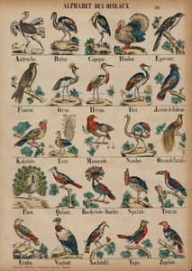 A bis Z der Vögel von French School