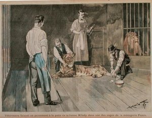 Ein Tierarzt verbindet die Pfote der Löwin Milady, ca. 1898-99 (farbige Gravur) von French School