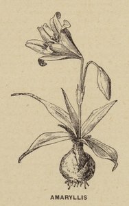 Amaryllis von French School