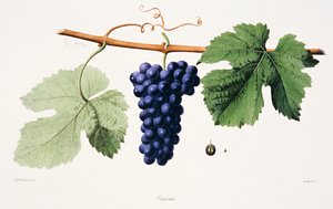 Ampelographie, Traube Trousseau Jura von French School