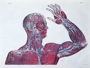 Anatomie des menschlichen Kopfes und Arms, aus einem Anatomiebuch von Francesco Antommarchi (1789-1838) graviert von Mascagni, ca. 1820