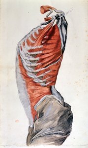Anatomie des Torsos, gezeichnet von einem Studenten (Buntstift auf Papier)