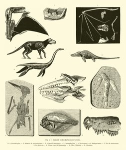 Fossile Tiere aus dem Becken der Seine von French School