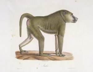 Anubis. Ein Pavian, aus Histoire Naturelle des Mammifères (Farblithographie) von French School