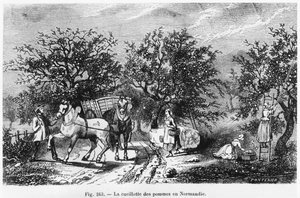 Apfelernte in der Normandie