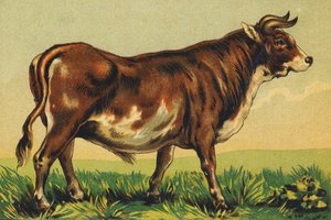 B wie Rindfleisch