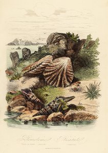 Babylonische Turm, Turris babylonia, Meeresschnecke, Raphitoma echinata und Katzenpfotenmuschel, Plicatula gibbosa