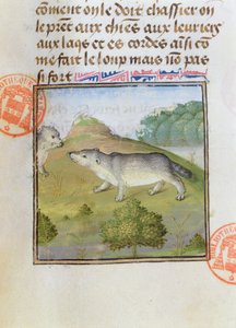 Dachse, aus dem Livre de la Chasse von Gaston Phebus de Foix (1331-91) von French School