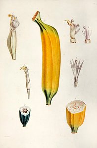 Banane, aus 