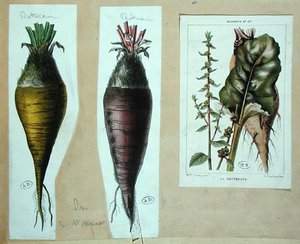 Rote Beete, drei botanische Tafeln