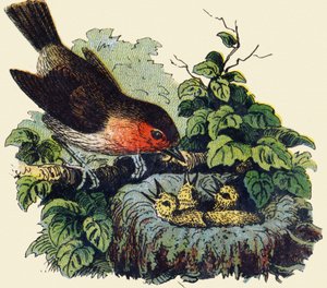Vogel und Küken im Nest