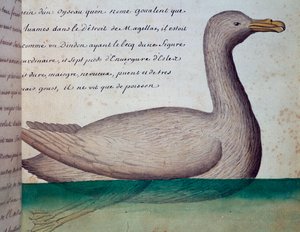 Vogel namens Goualent, Magellanstraße, aus dem Logbuch von Jacques Gouin de Beauchesne