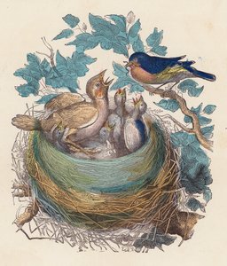 Vogel füttert seine Jungen im Nest von French School