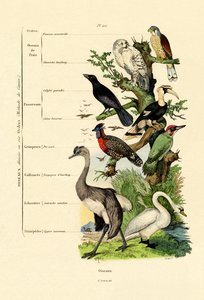 Vögel
