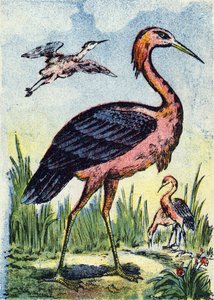 Blauer Reiher: Raubvogel, der sich von Würmern und Reptilien ernährt. Lebt in den Vereinigten Staaten und der Karibik. Gravur in "Alphabet des oiseaux". Bild von Pont-a-Mousson, Marcel und/oder Louis Vagne, Drucker-Verleger, Ende des 19. Jahrhunderts.