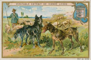 Border Collie und Schäferhund von French School