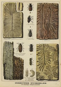 Bohrende Insekten, die Wäldern schaden