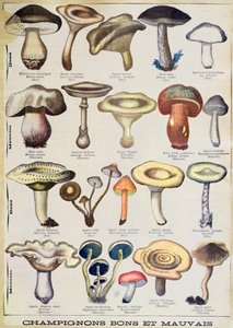 Botanische Tafel, die 