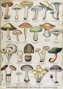 Botanische Tafel, die 