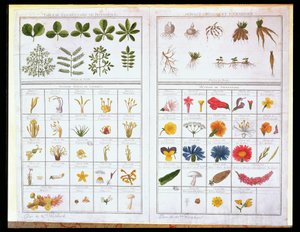 Botanische Tafel nach Carl von Linné und Joseph Pitton de Tournefort, spätes 18. Jahrhundert von French School