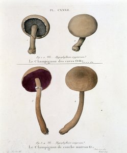 Brauner Schichtpilz - in „Traité des champignons“ von Jean Jacques Paulet, Ende des 18. Jahrhunderts