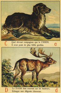 C wie Hund und D wie Wildleder