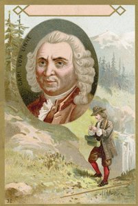 Carl von Linné, schwedischer Botaniker und Zoologe von French School