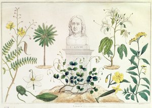 Carl von Linné (1707-78) umgeben von einigen der Pflanzen, die er klassifizierte (Farbstich) von French School